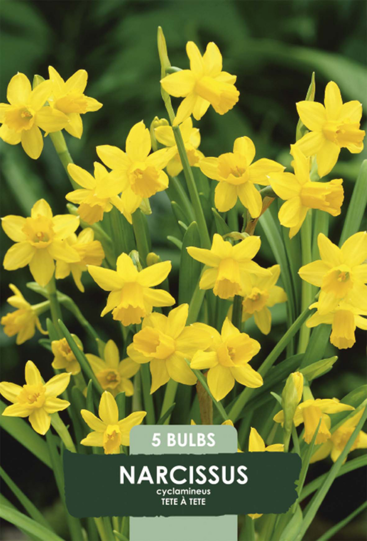 Narciss Tête-à-Tête – hel förpackningsbild med blomman, 5-pack. Från Svedberga Plantskola