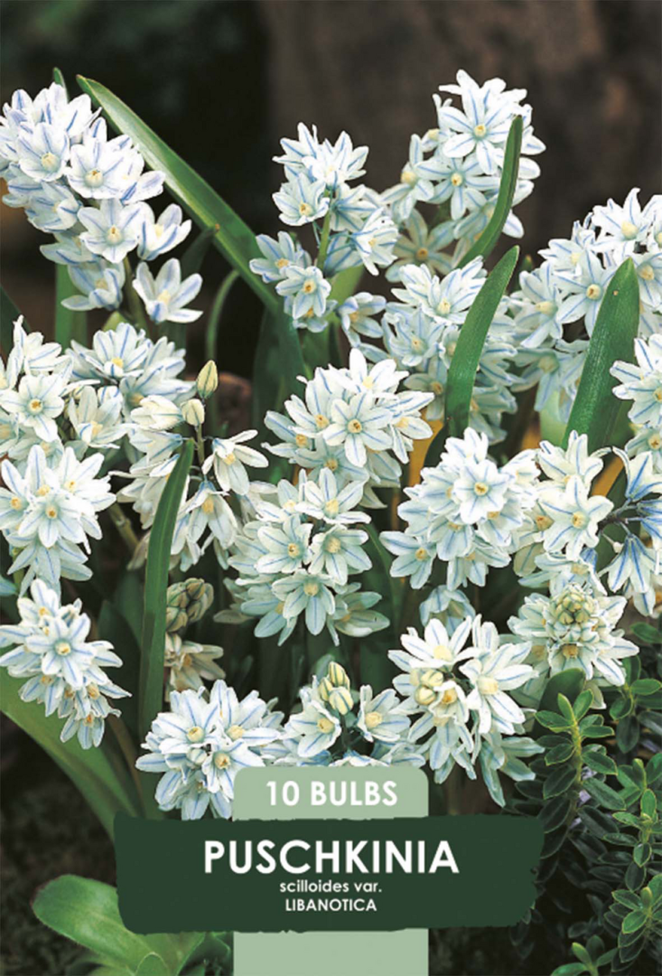 Puschkinia Libanotica – hel förpackningsbild med blomman, 10-pack. Från Svedberga Plantskola