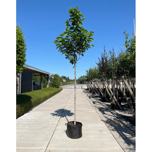 Japansk magnolia - Magnolia kobus - Stammens omkrets 14-16 cm, höjd 3,5-4 meter, HS, CONT