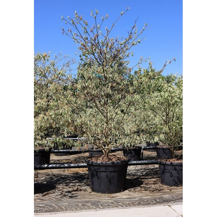 Pagodkornell - Cornus controversa 'Variegata' 200-250 MS CONT
