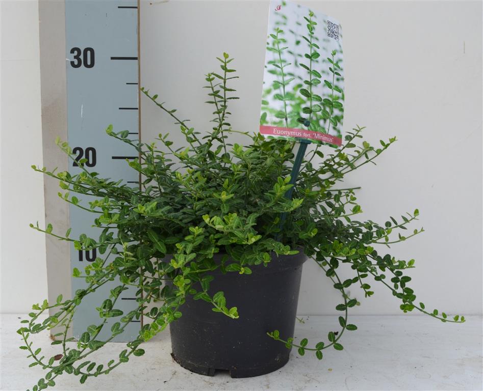 Euonymus fort. &