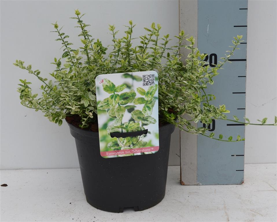 Euonymus fort. &