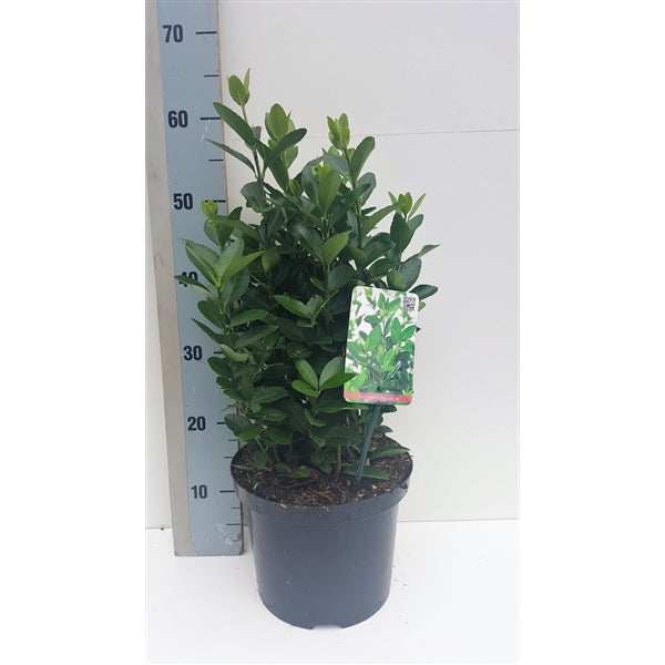 Benved japonicus - C5/P23 30-35 CM