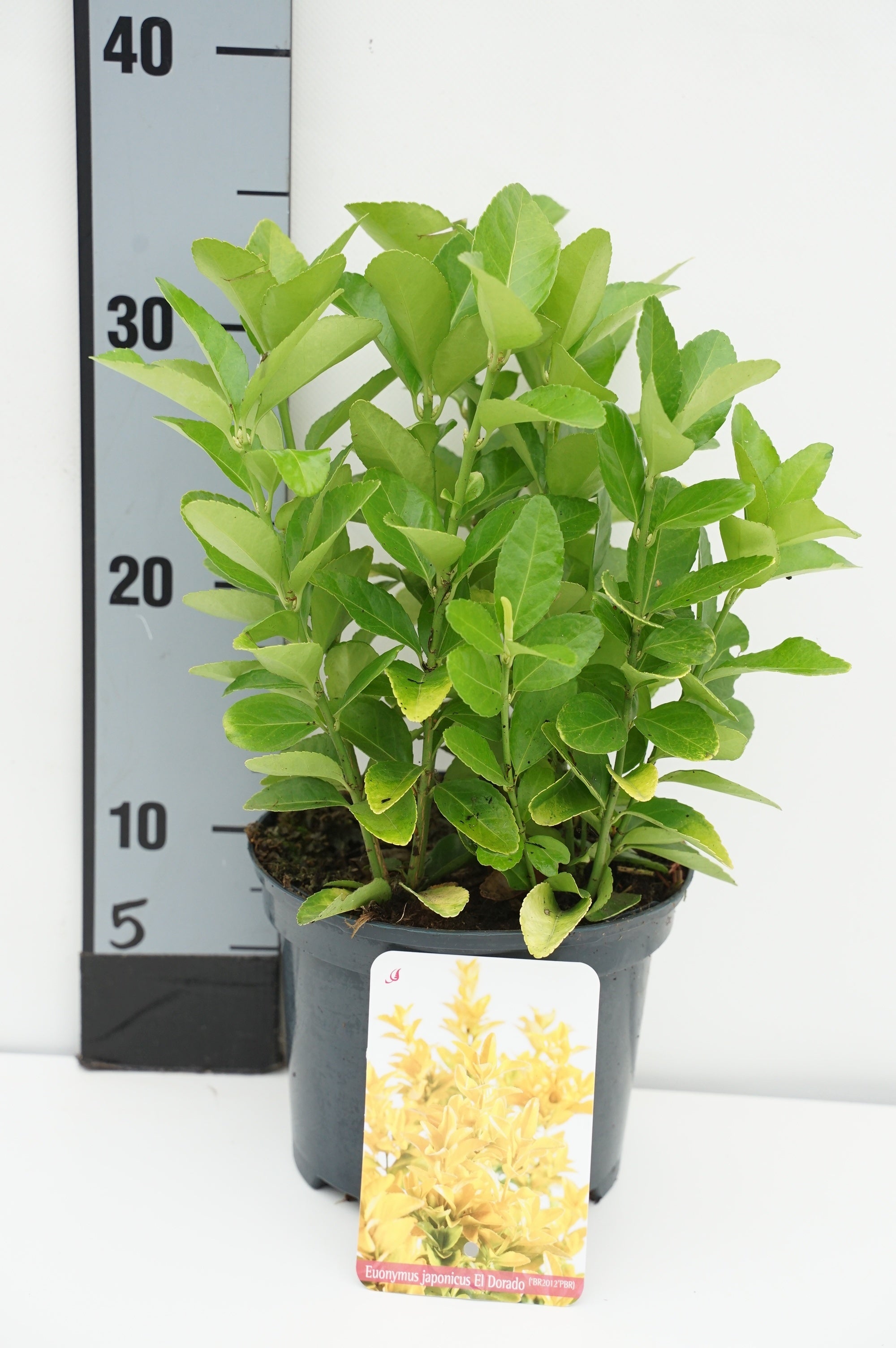 Euonymus jap. &