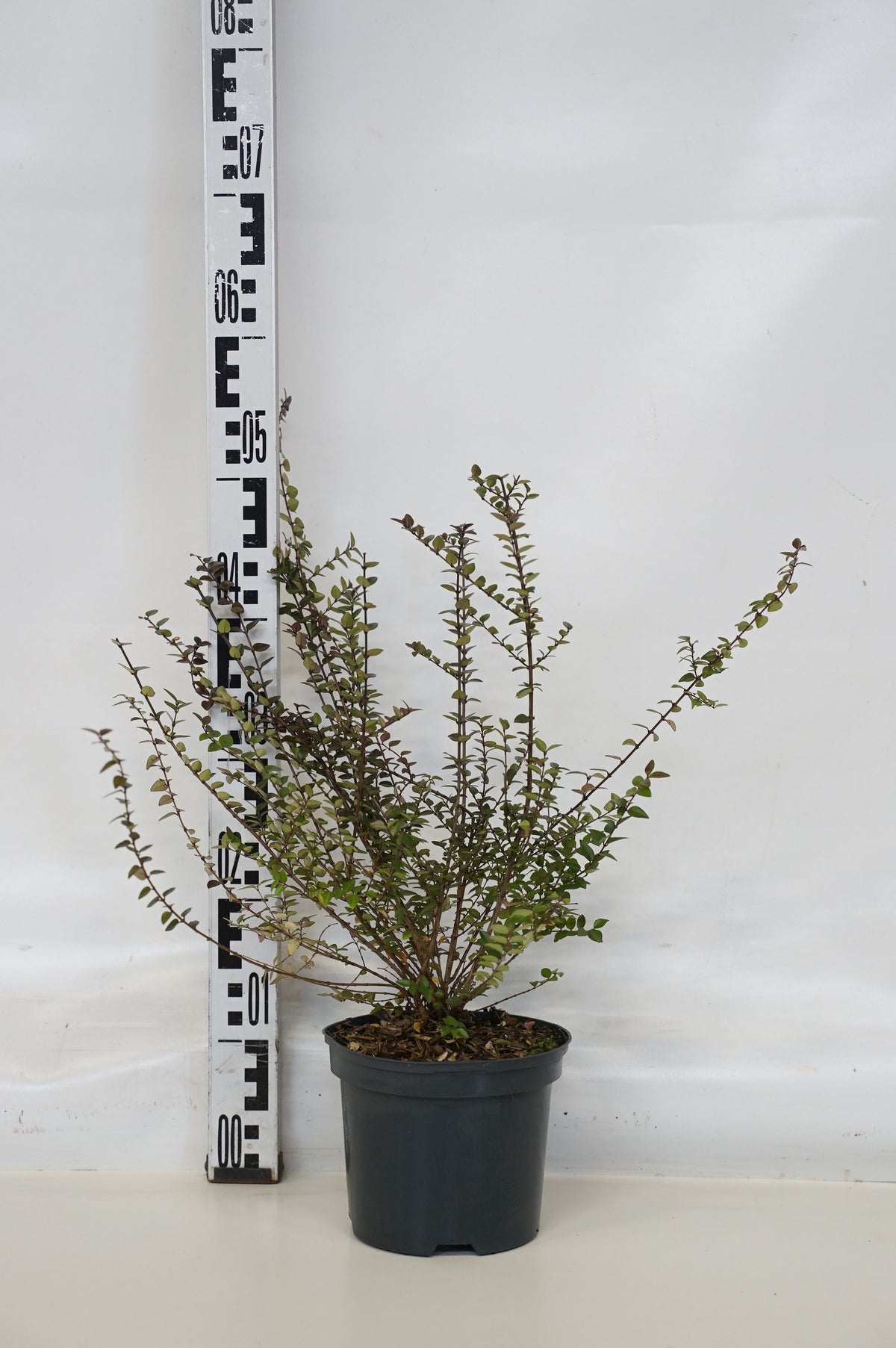 Lonicera Garden Clouds® Purple Storm 25-30 cm Klot C4 (4 liters kruka)