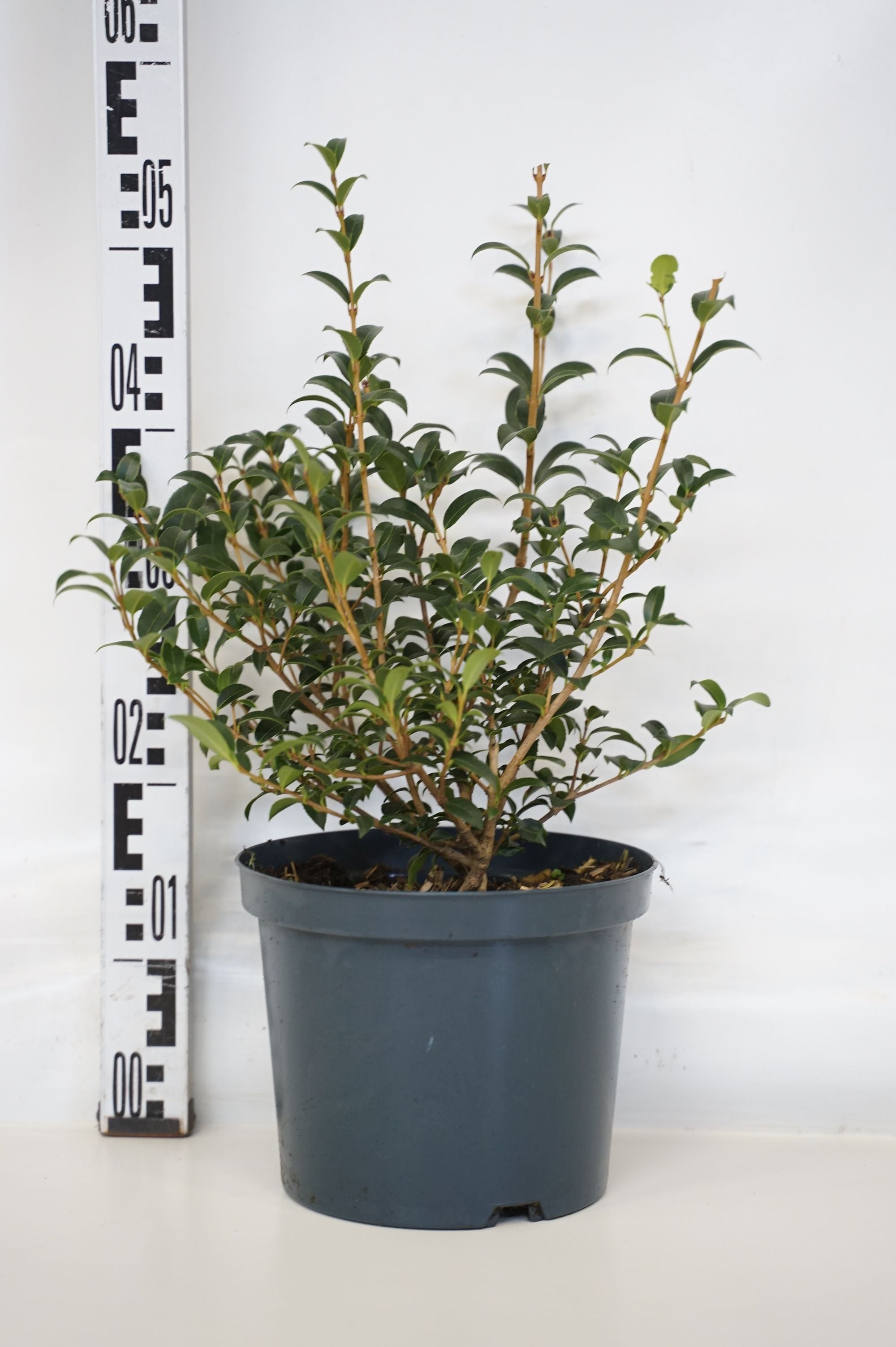 Doftoliv burkwoodii - C5/P23 30-35 CM