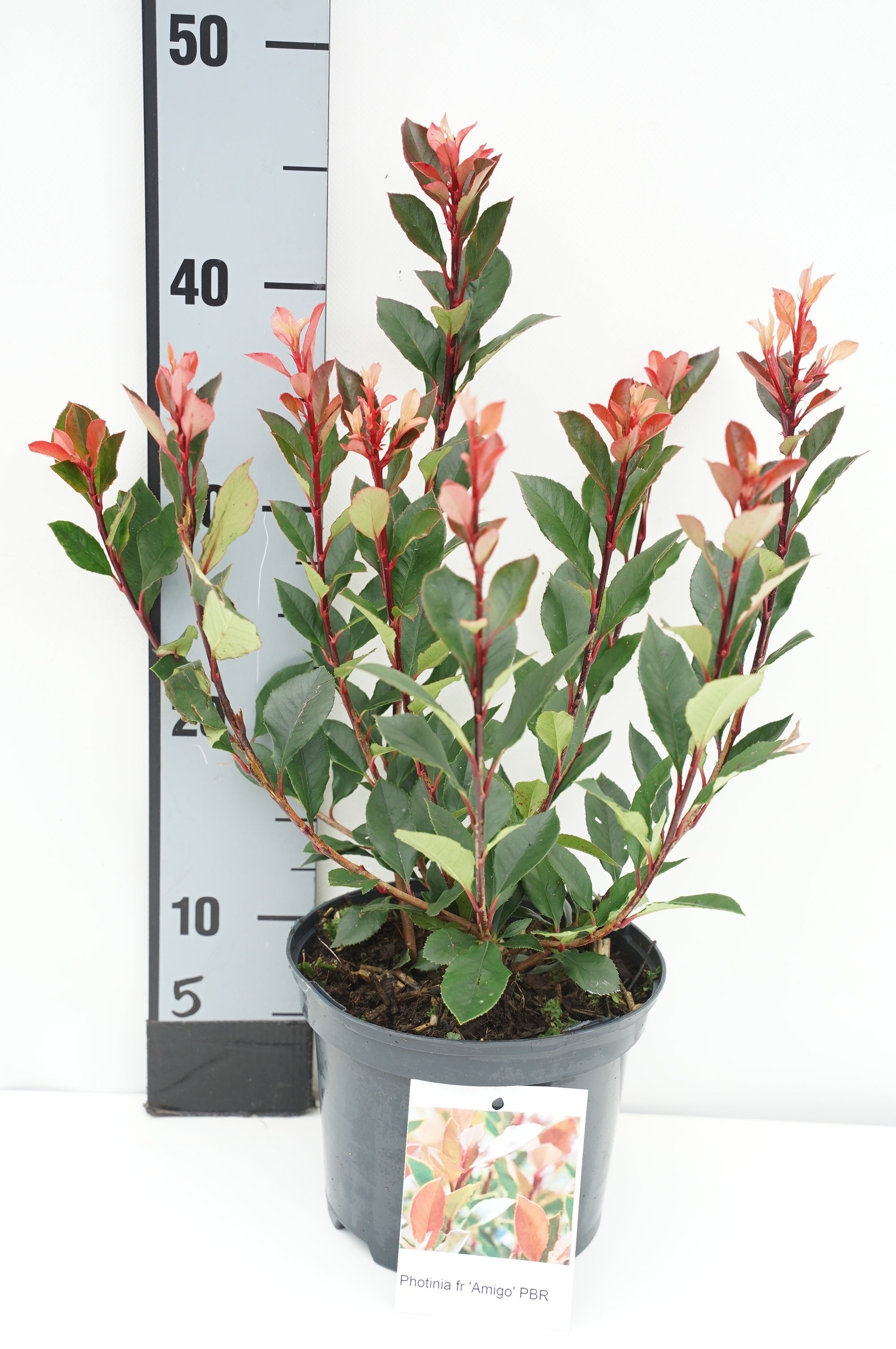 Glansmispel fraseri &