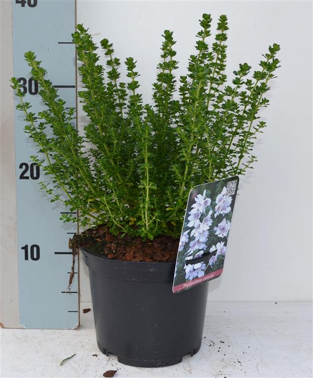 Prostanthera cuneata C5 (5 liters kruka) 30-40 cm