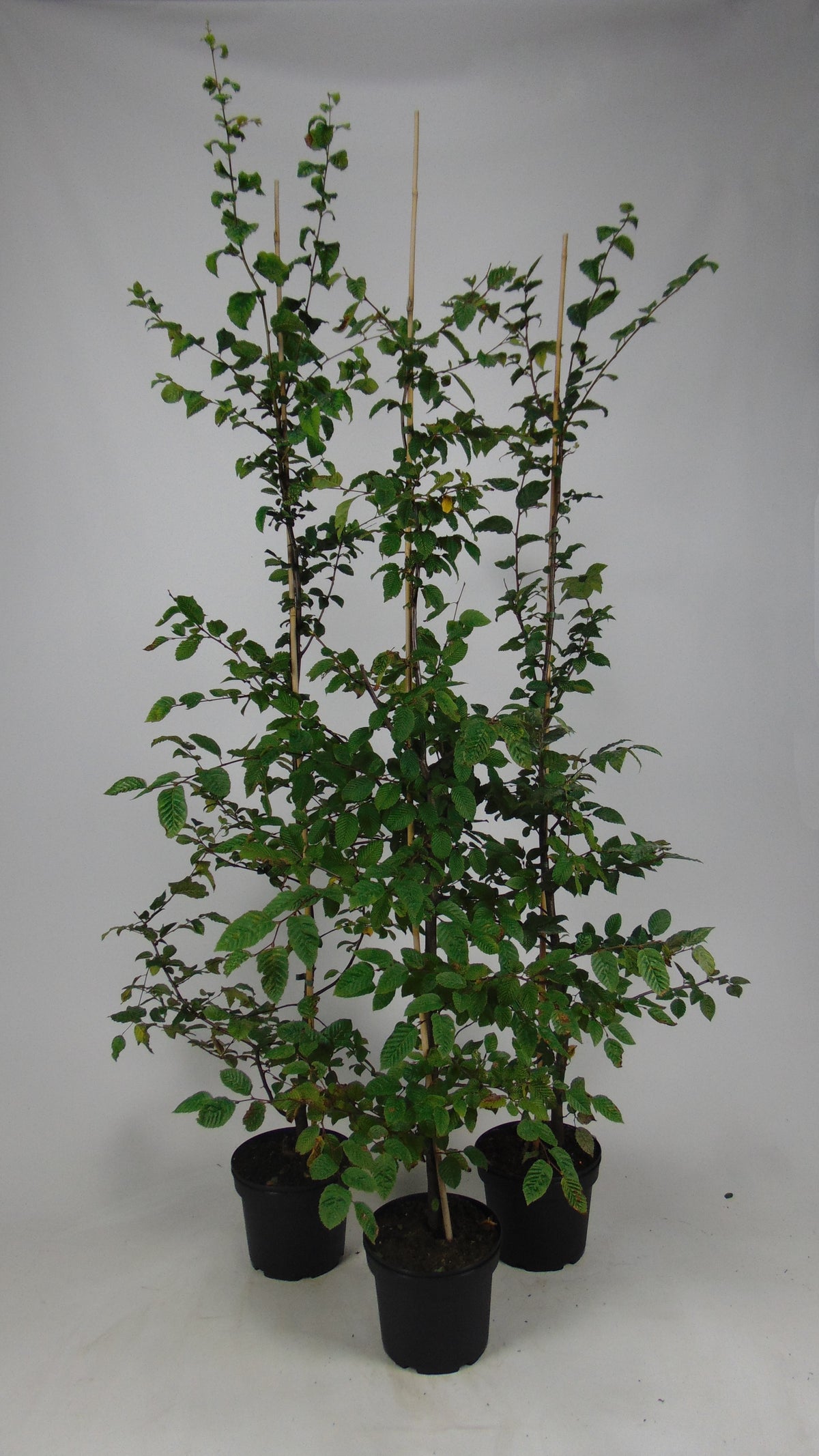 Fältlönn ; 40-60 cm 2,5 L kruka