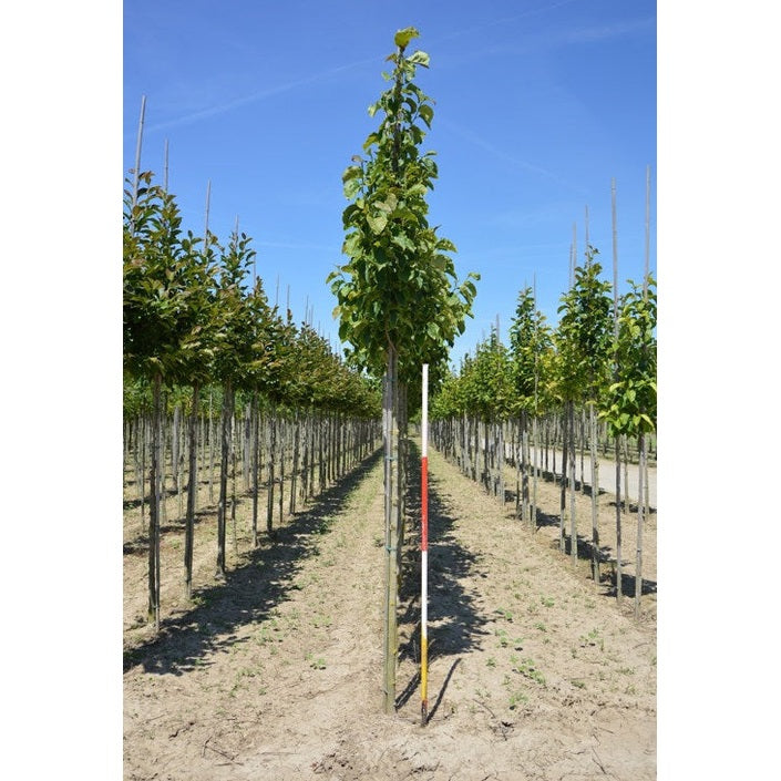 Rosenmagnolia - Magnolia 'Galaxy' 12-14 HS,