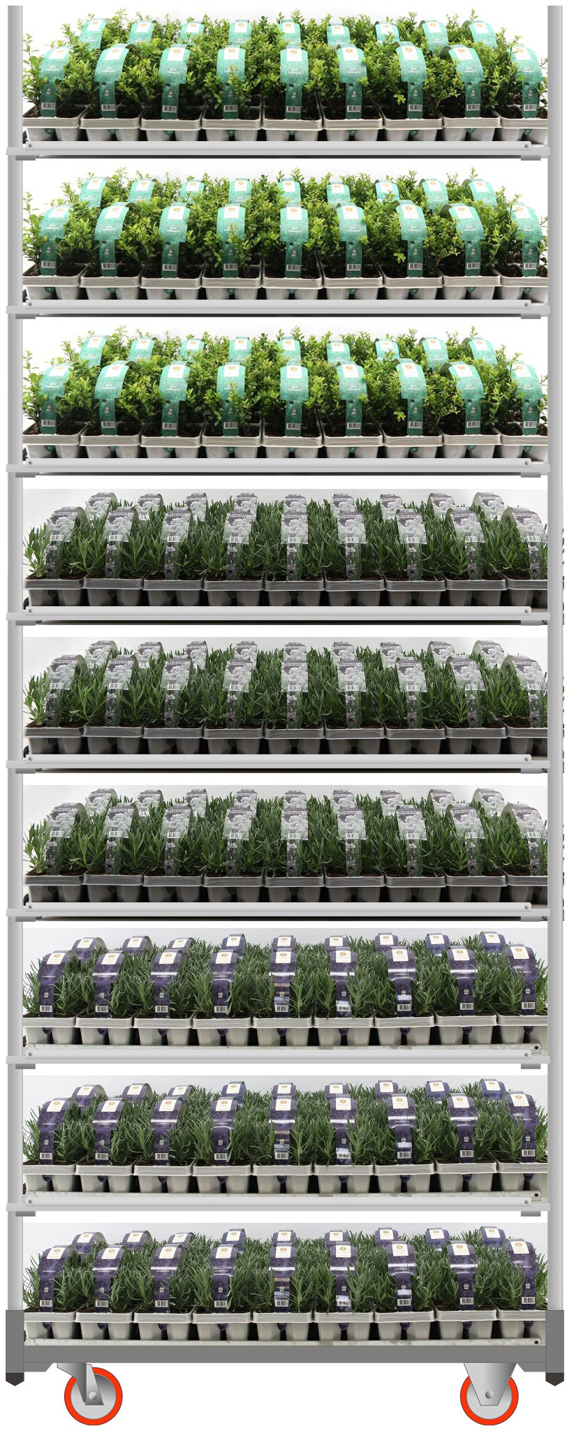 Buskar i sorter - 6-PACK