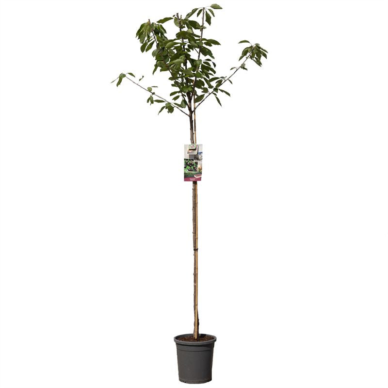 Körsbär - Prunus avium &