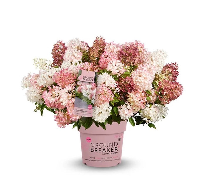 Hortensia pan. &