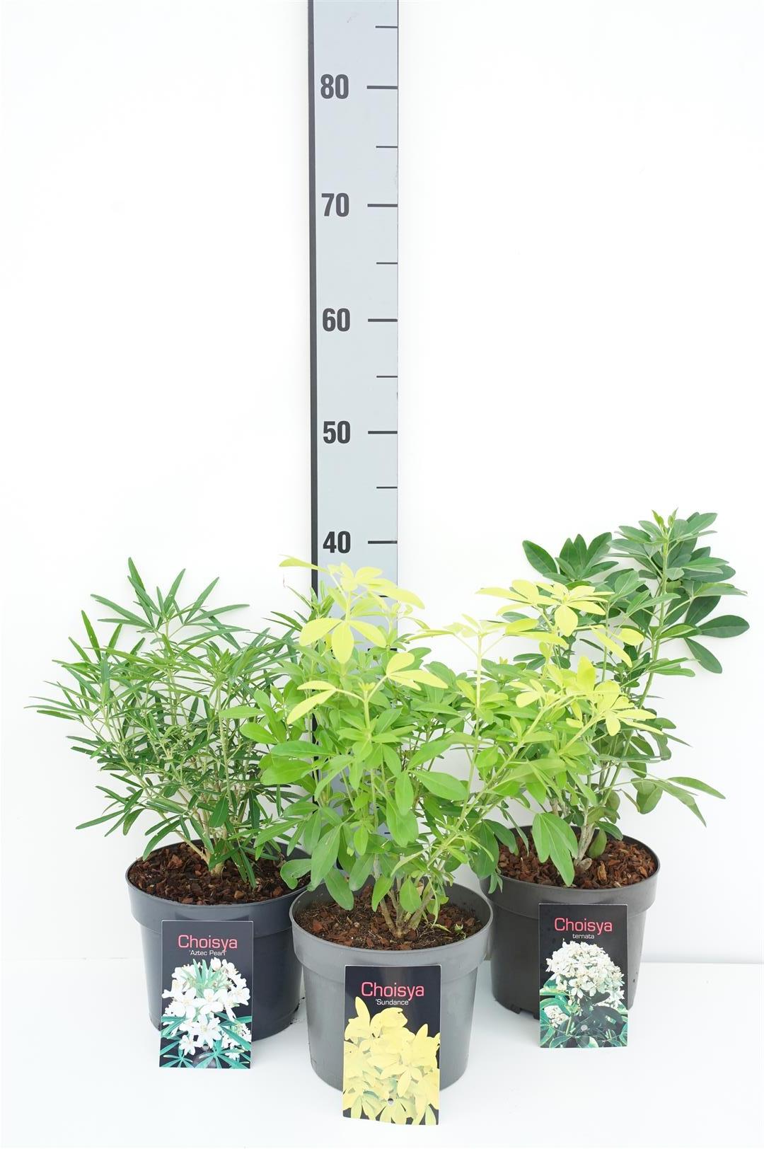 Doftapelsin in cultivars - C2/P17 20/+ CM