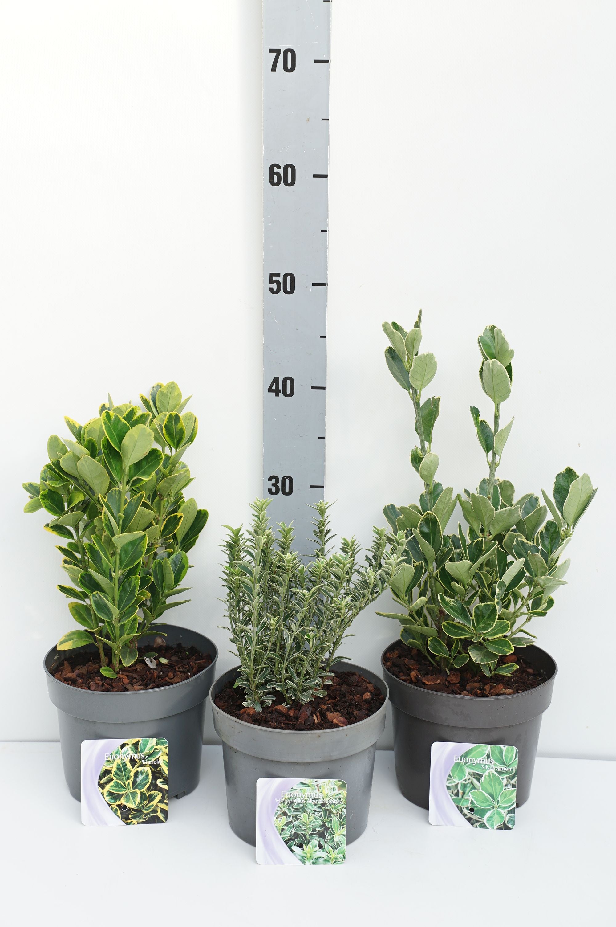 Benved jap. in cultivars - C2/P17 20/+ CM