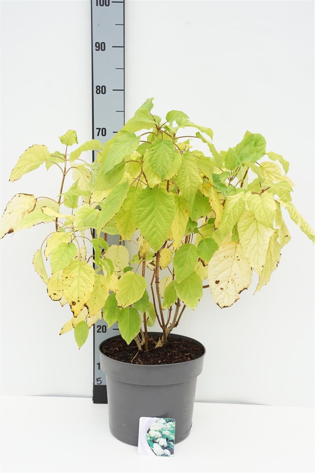 Hortensia arb. &