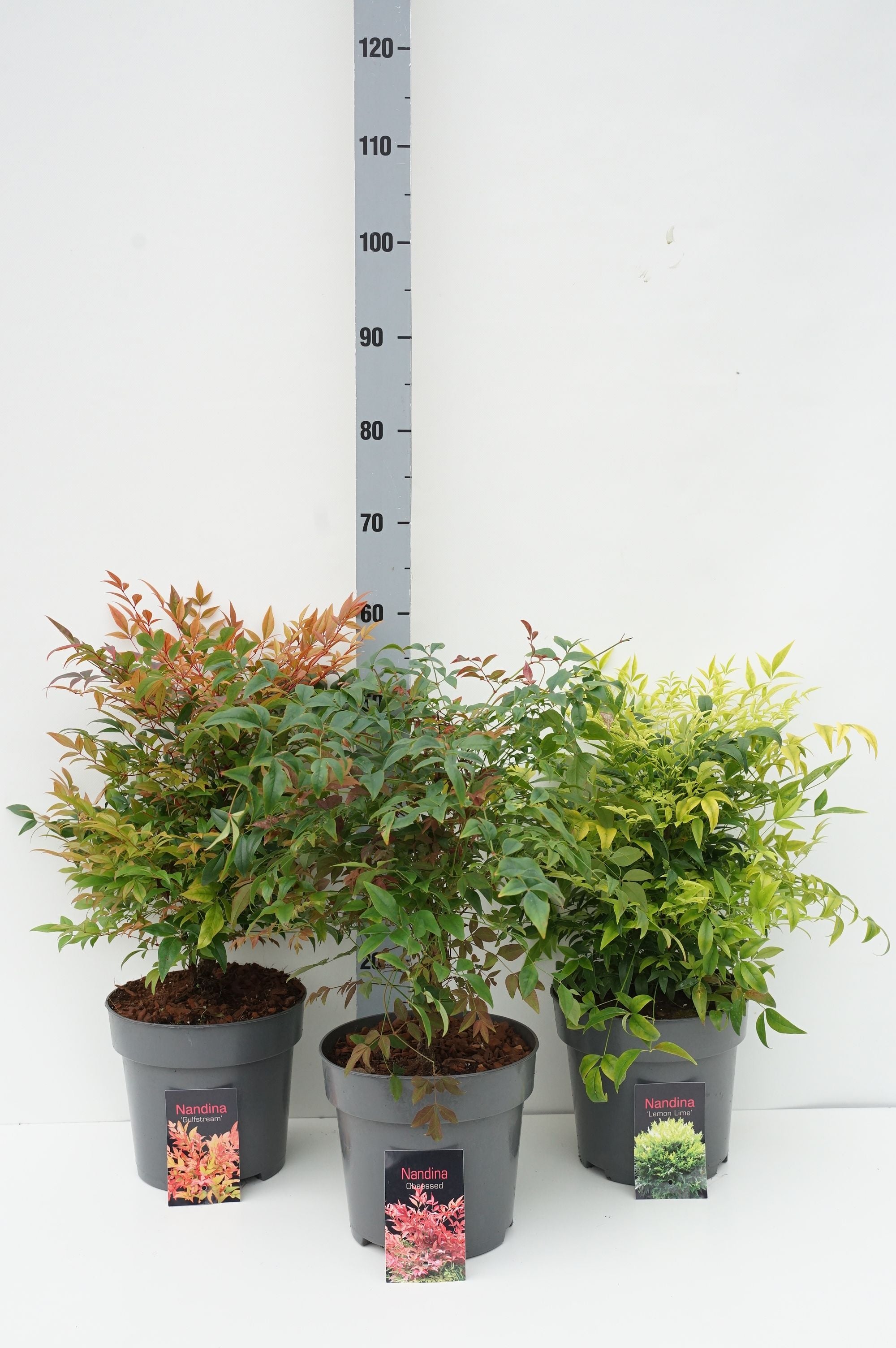 Himmelsbambu in cultivars - C4,5/P22 30/+ CM