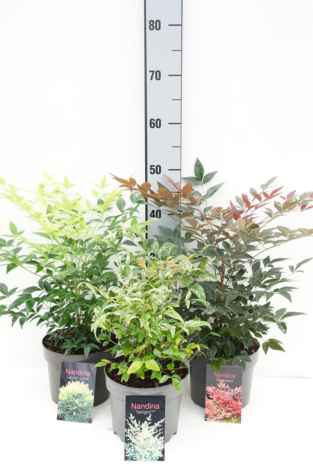 Himmelsbambu in cultivars - C2/P17 20-25 CM
