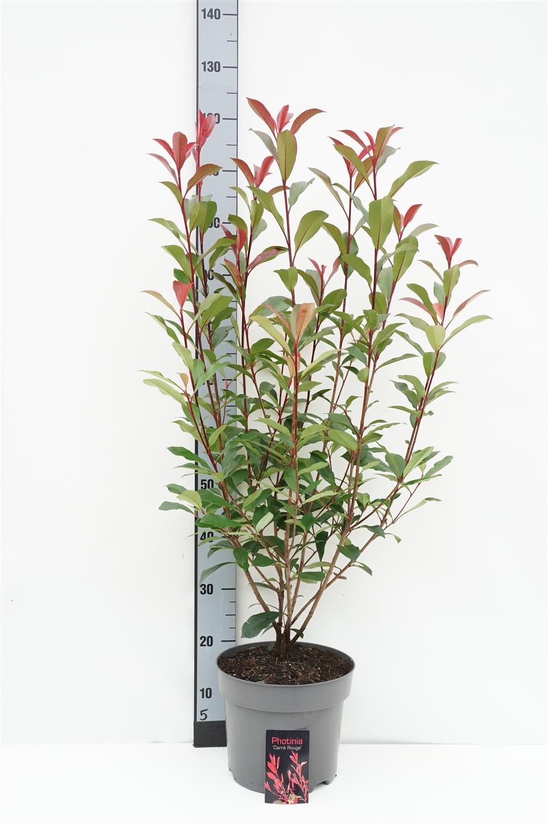 Glansmispel fraseri &