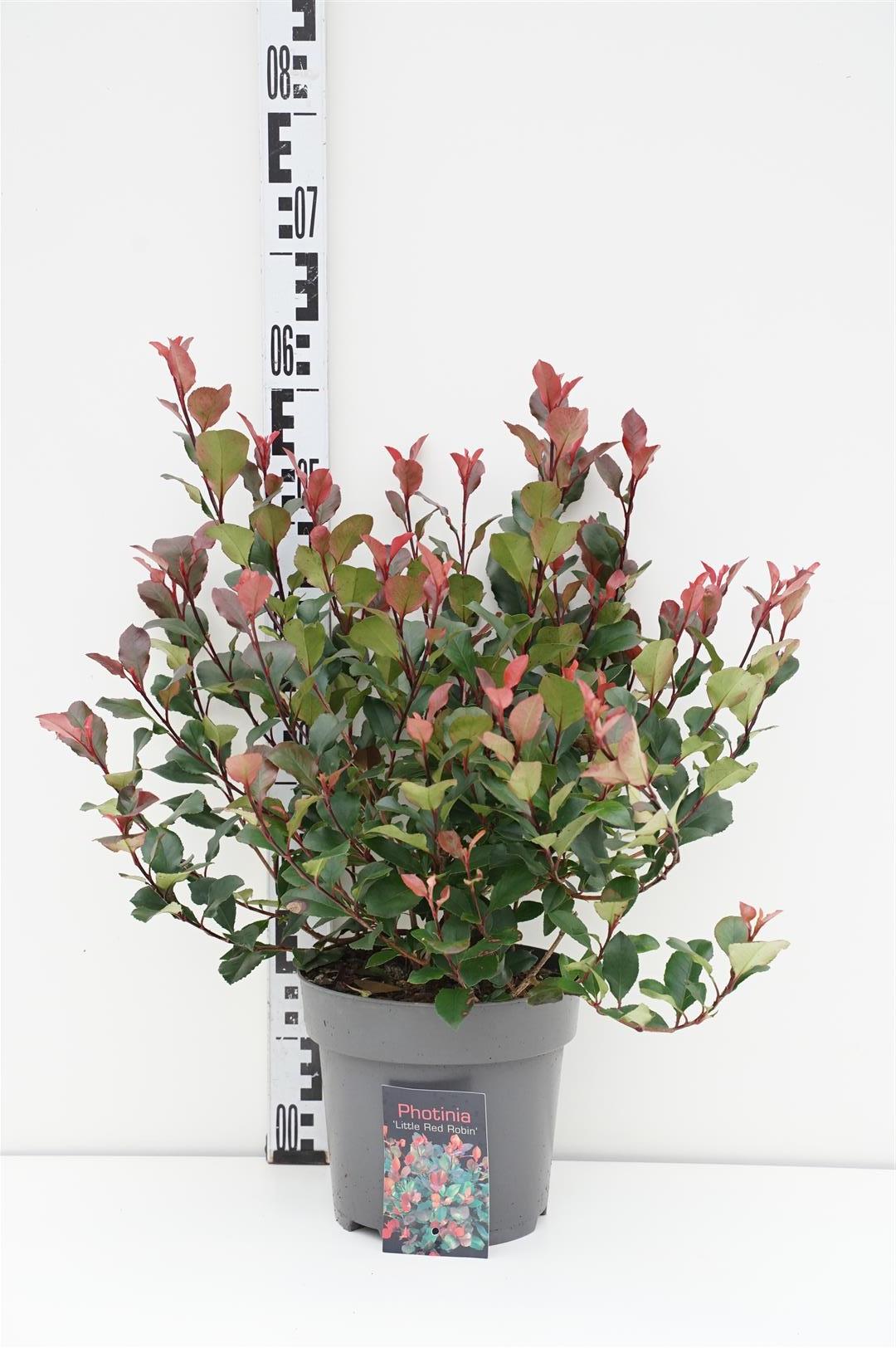 Glansmispel fraseri &