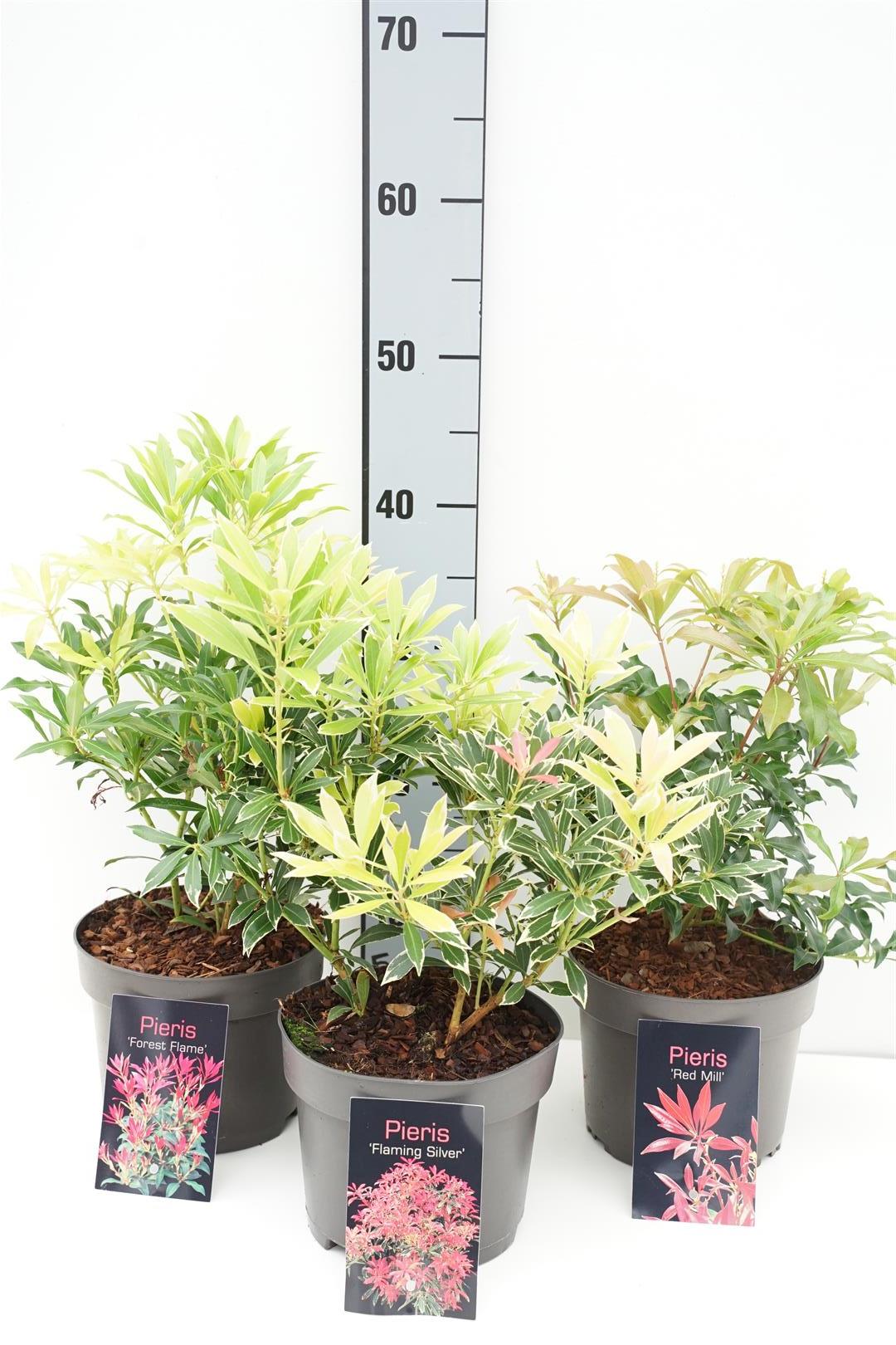 Pieris in cultivars - C2/P17 20-25 CM