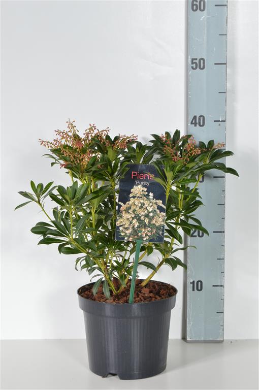 Pieris jap. &