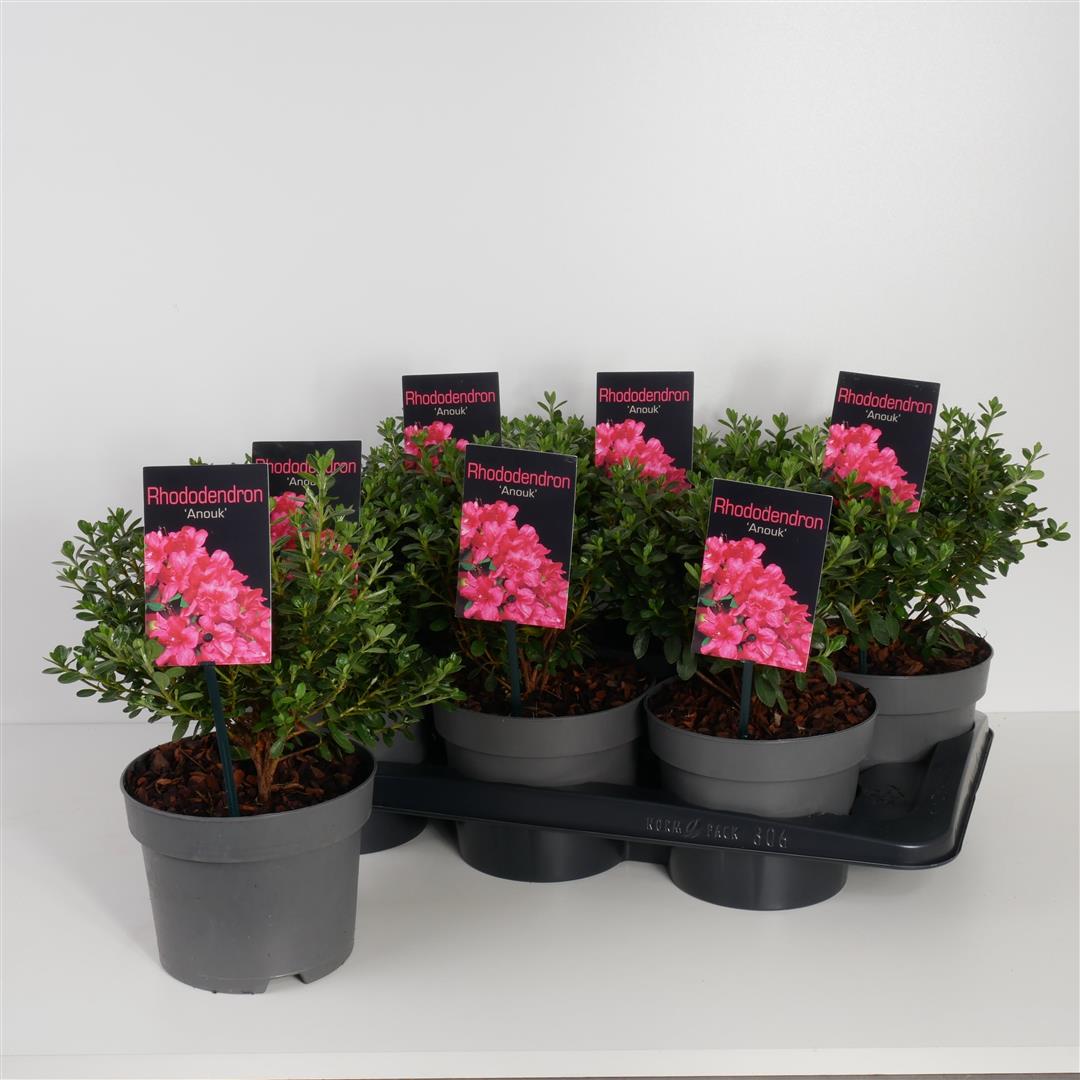 Rododendron (AJ) &