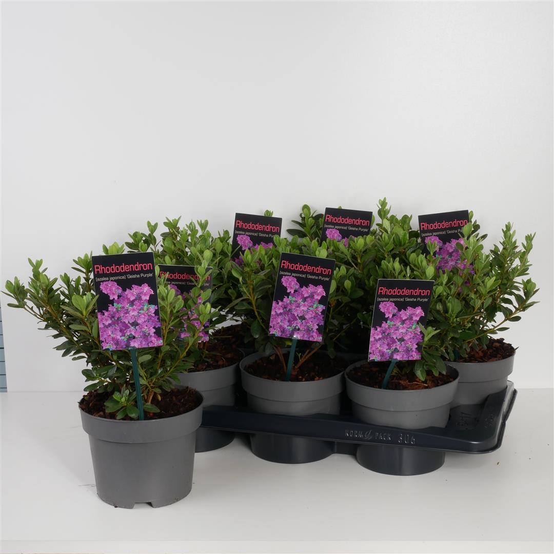 Rododendron (AJ) &