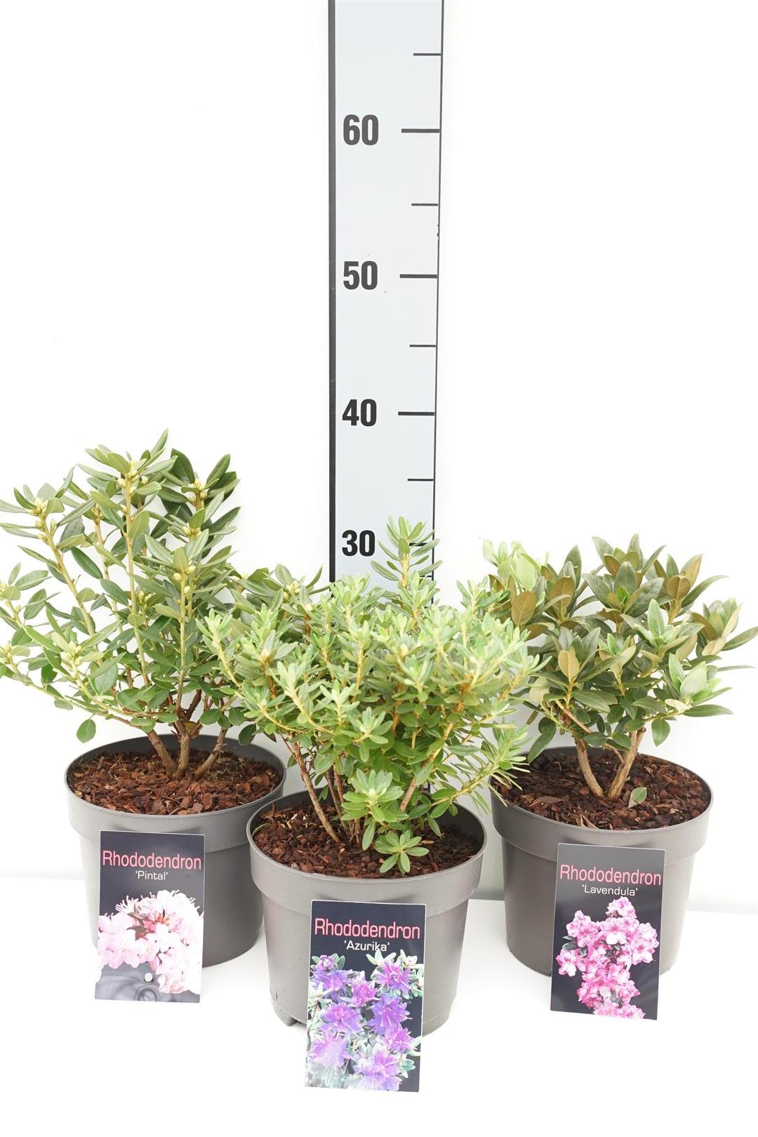 Rododendron in cultivars - C2/P17 20/+ CM