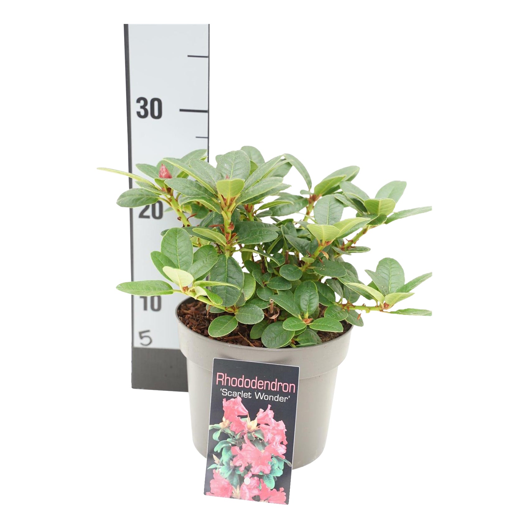 Rododendron (F) &