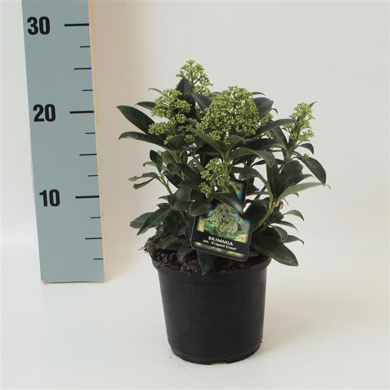 Skimmia j. &