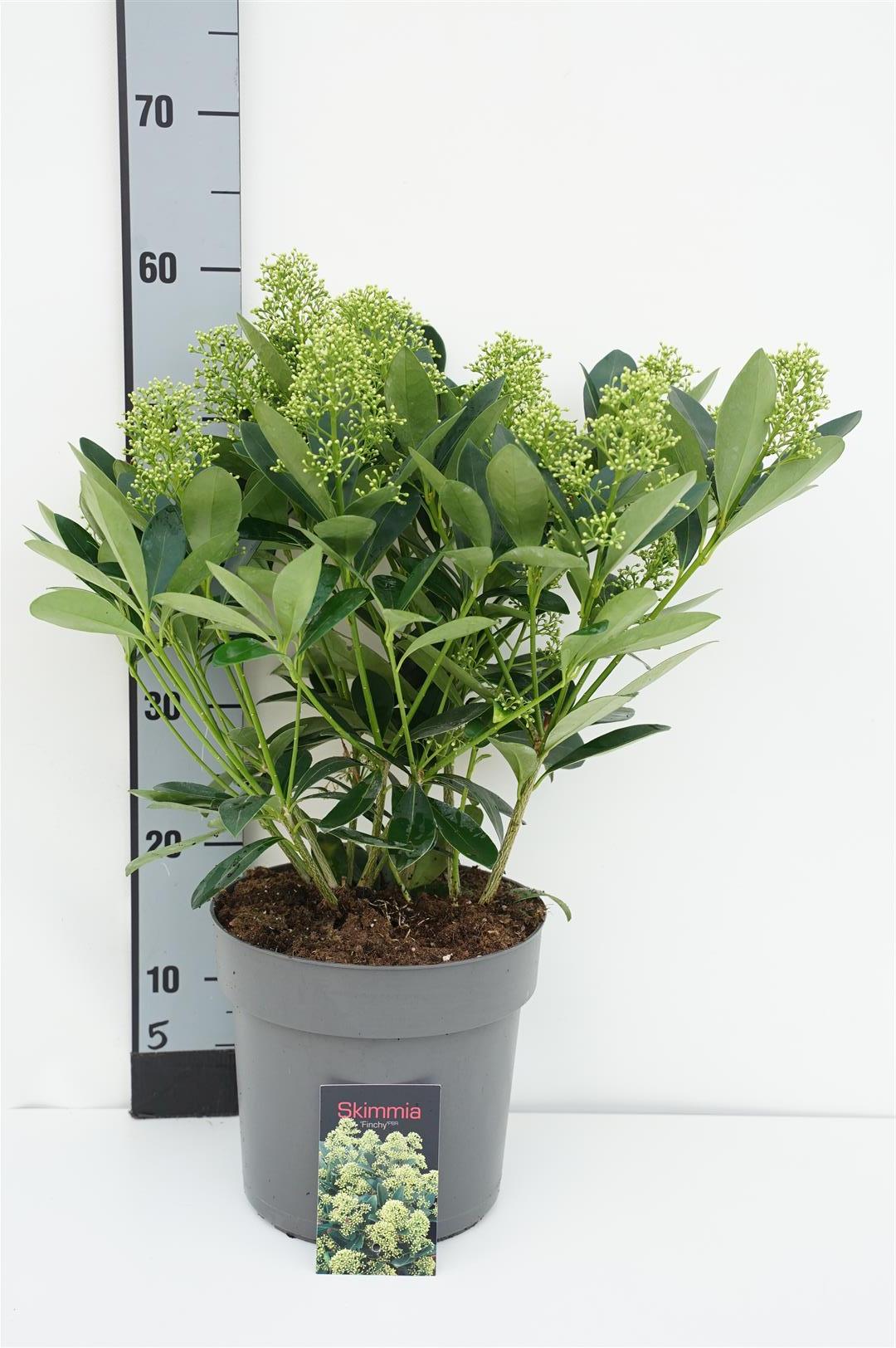 Skimmia j. &