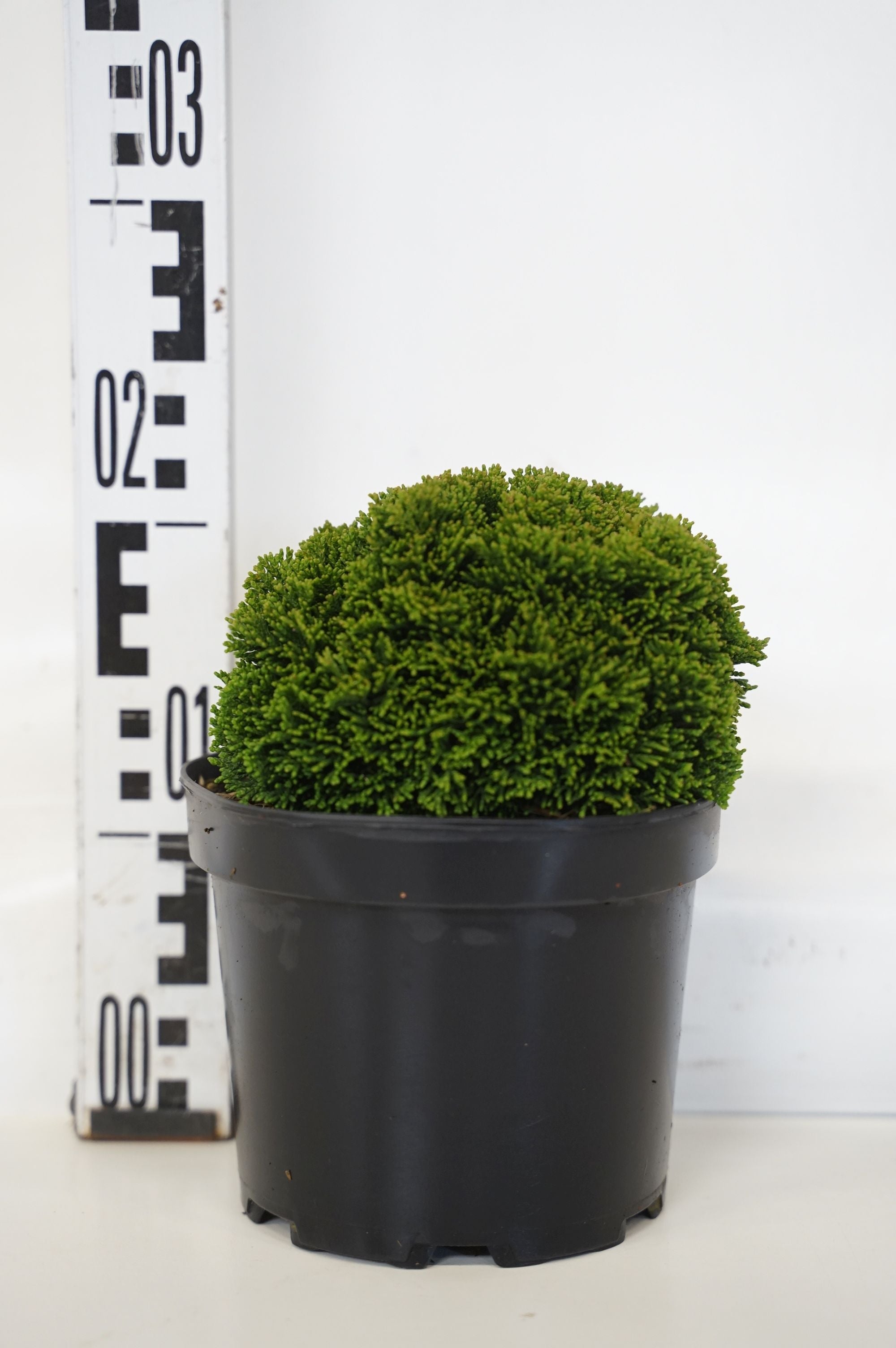 Ädelcypress o. &