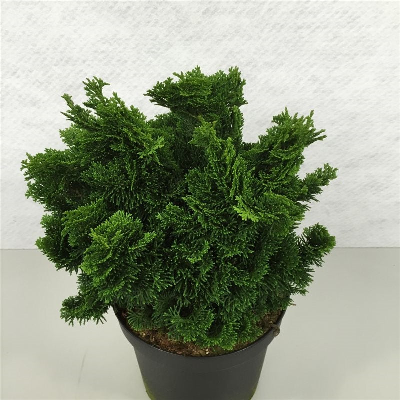 Ädelcypress o. &