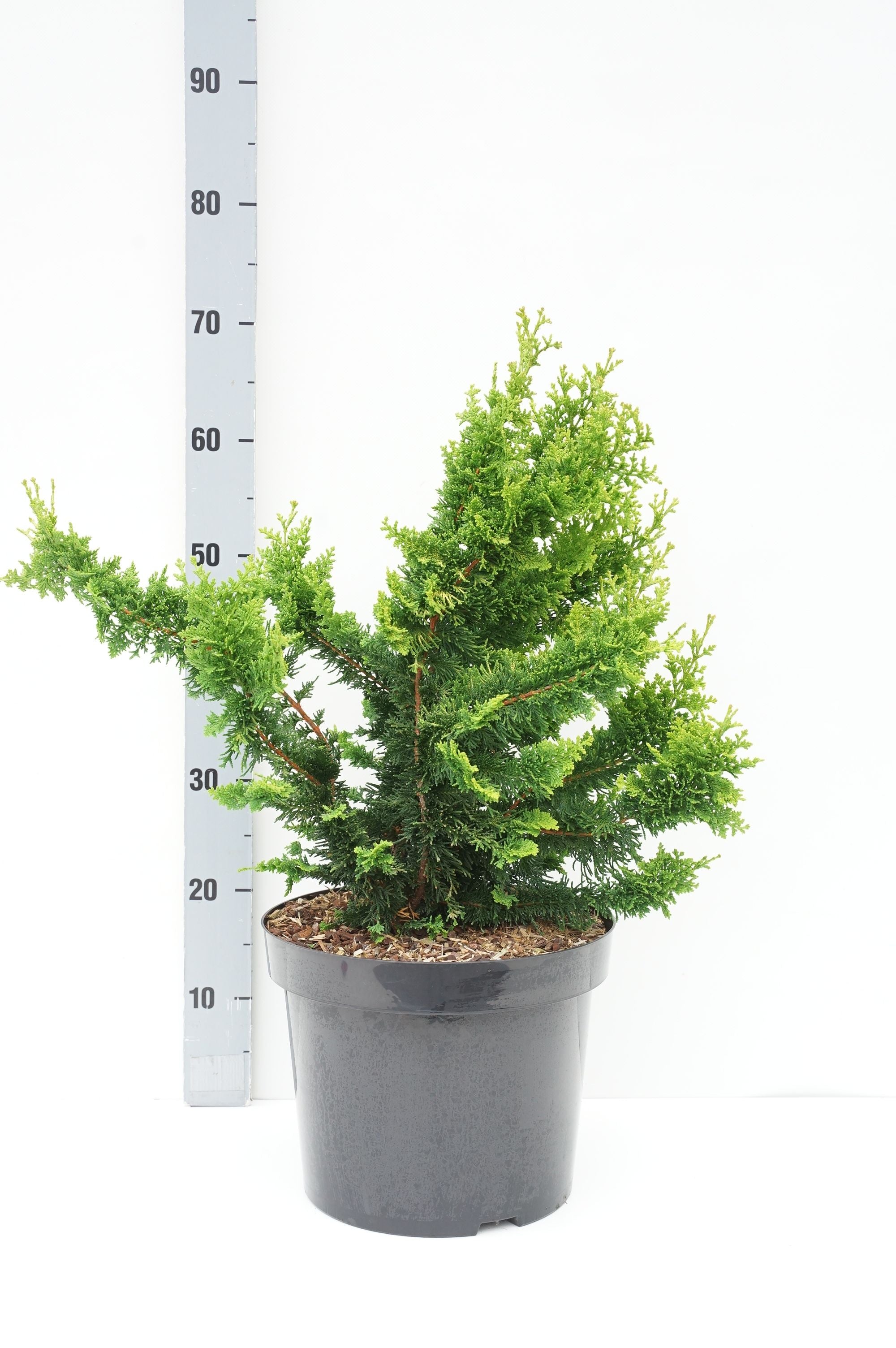 Ädelcypress o. &