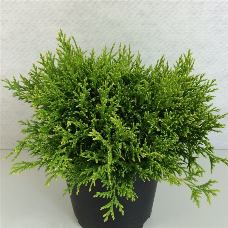 Ädelcypress p. &