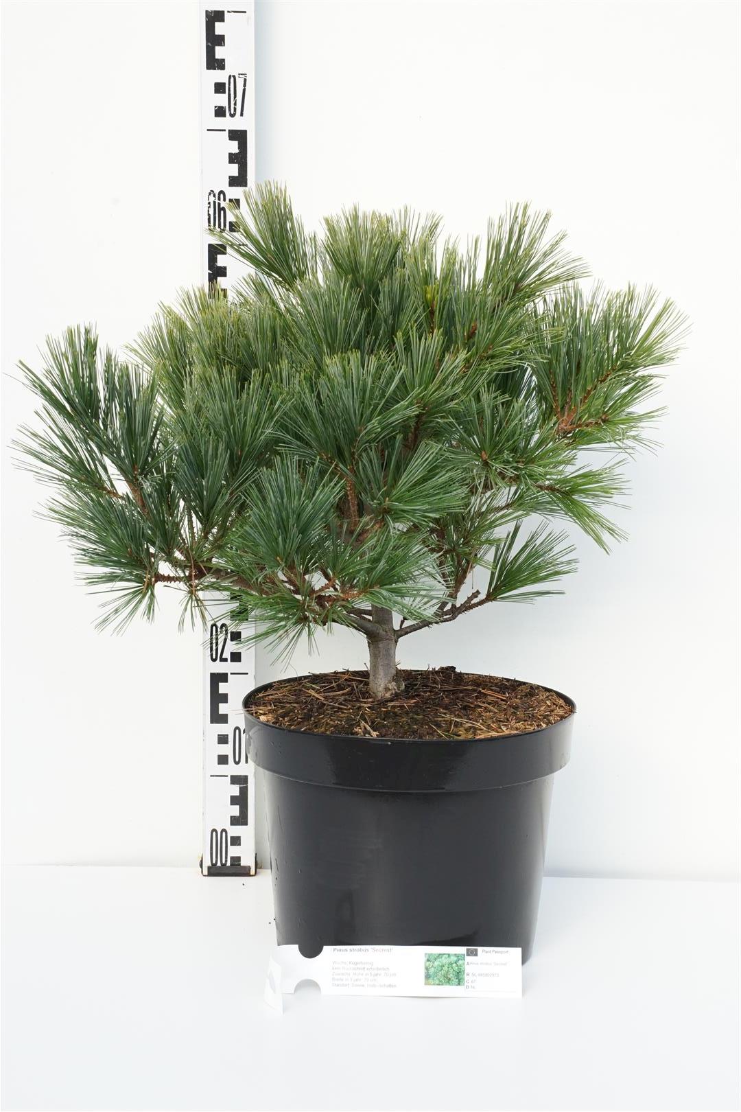 Pinus strobus &