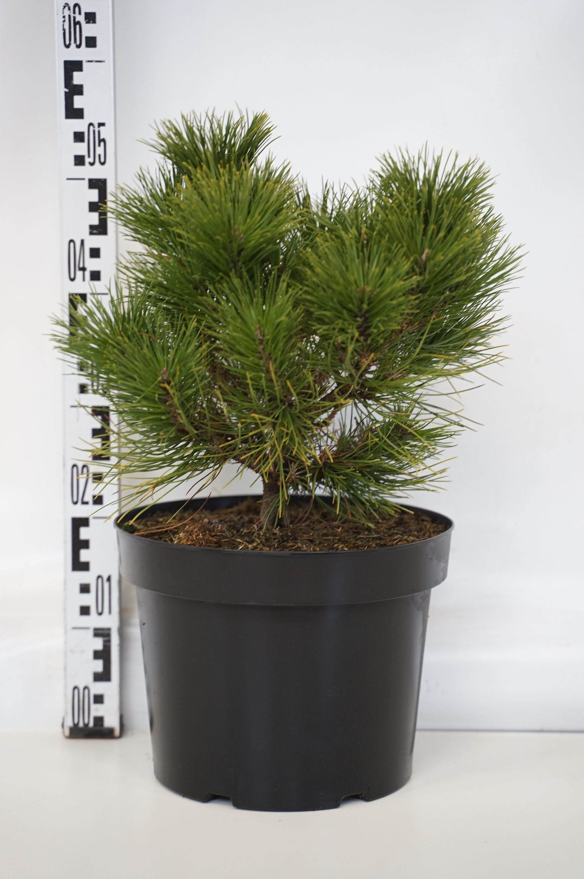 Tall tabulaeformis &