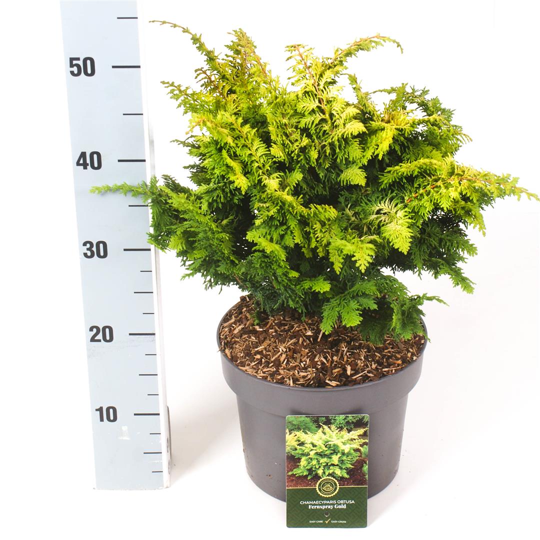 TW-2768163