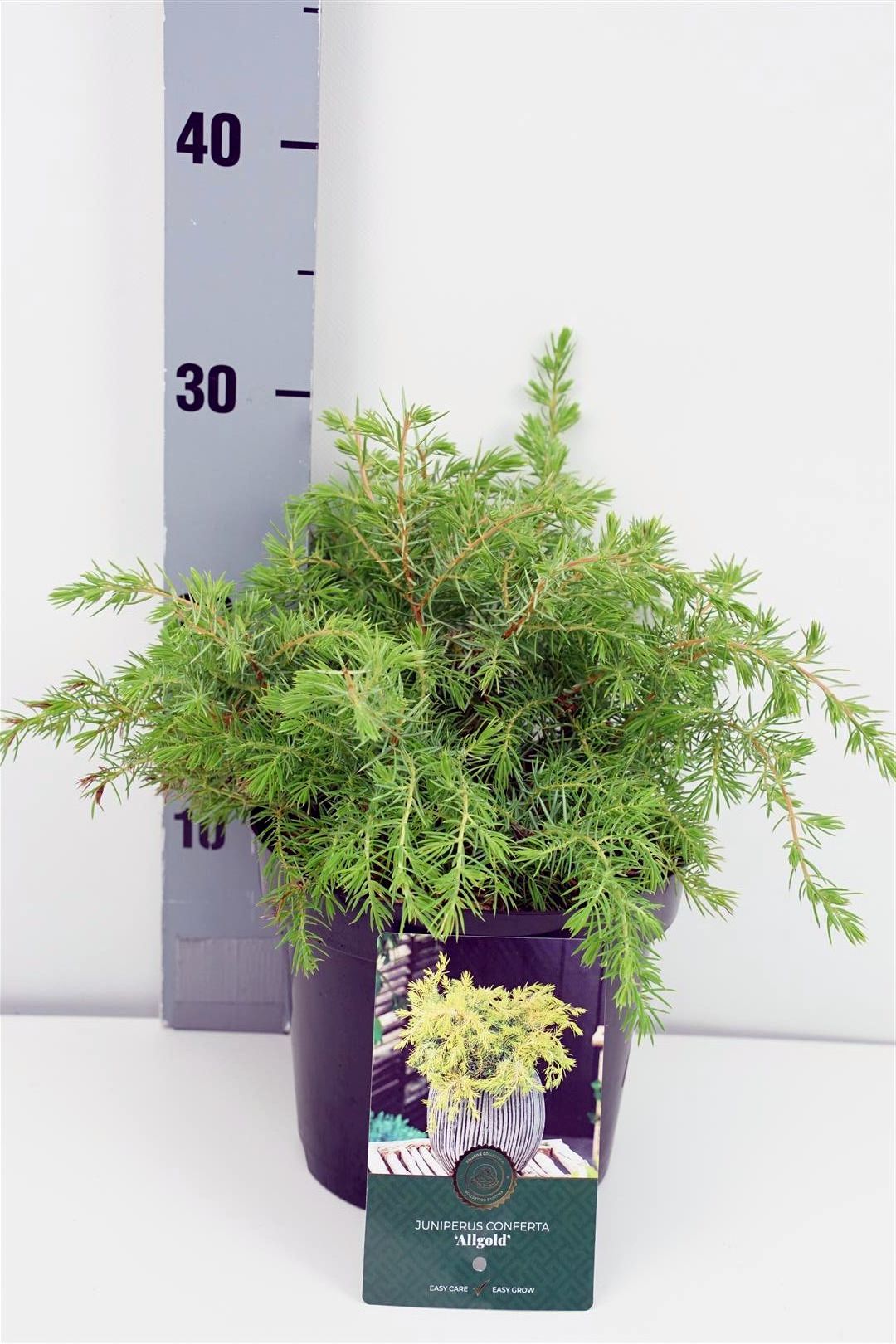 Juniperus conf. &