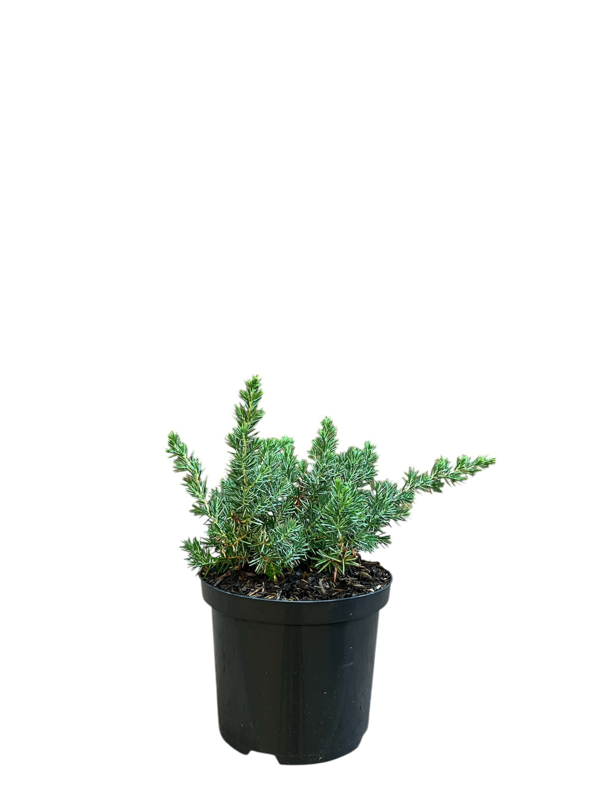 Juniperus conf. &