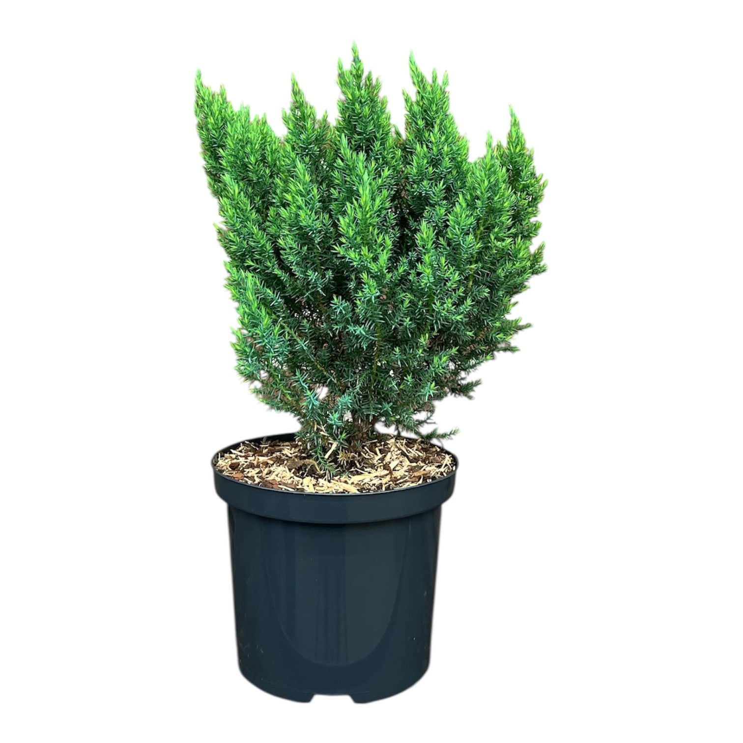 Juniperus media &