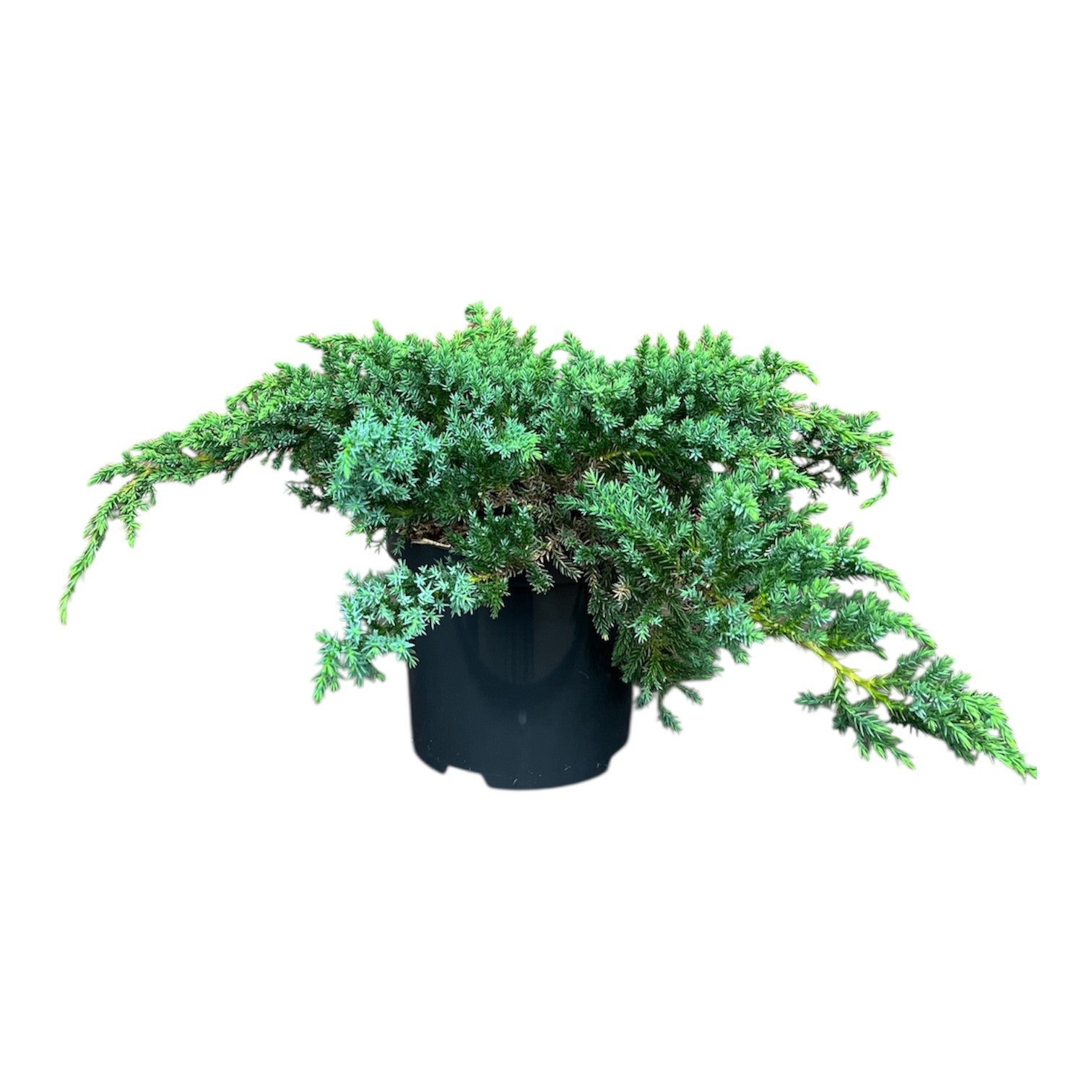 Juniperus squamata &