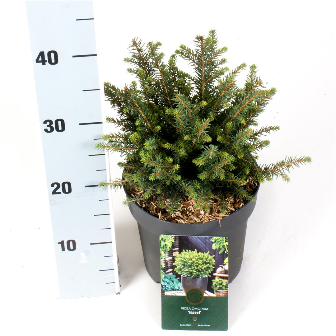 Picea omorika &