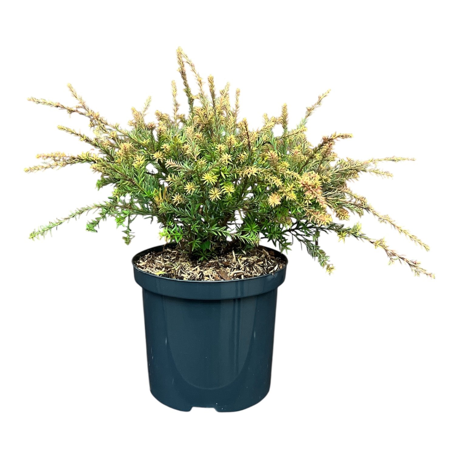 Podocarpus &
