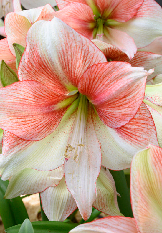 Amaryllis &