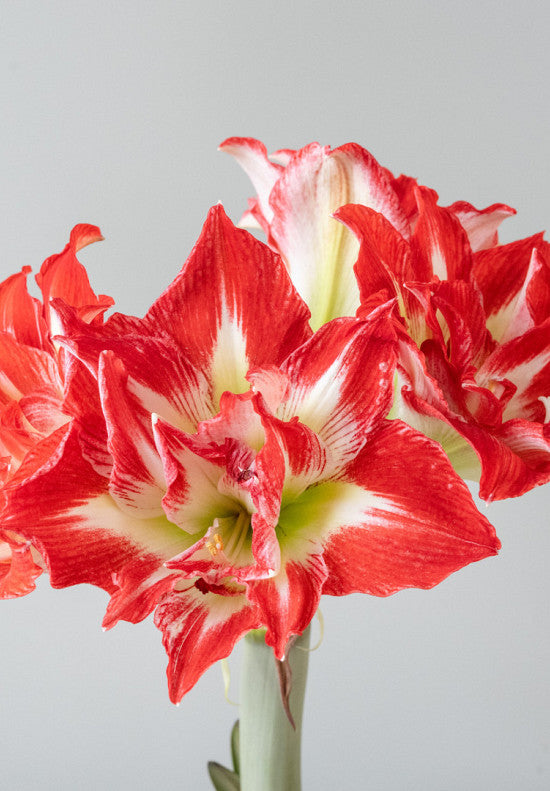 Amaryllis &