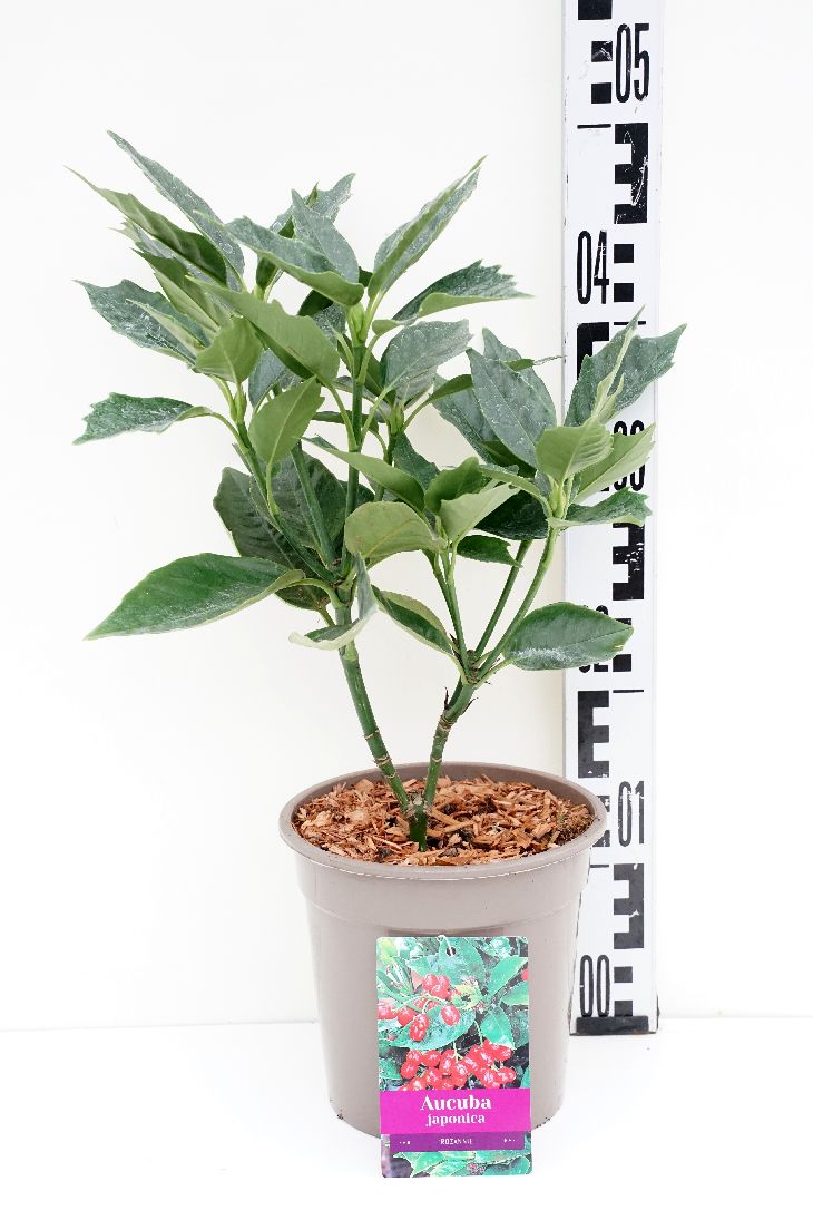 Aucuba japonica &
