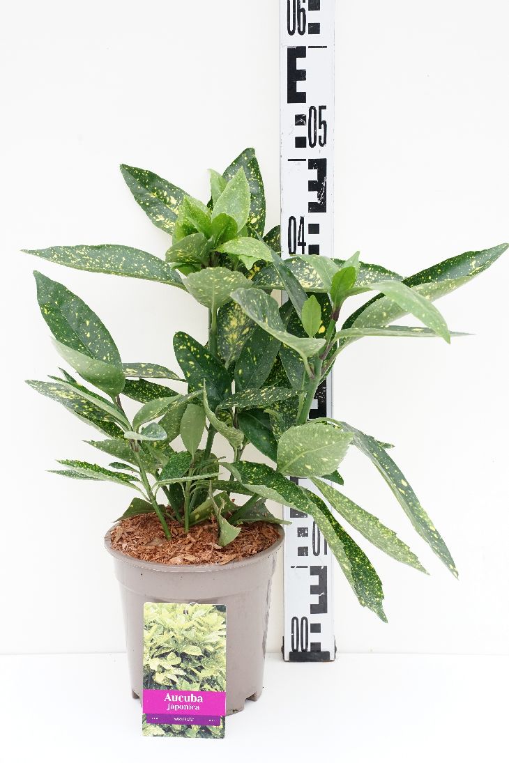 TW-2779782