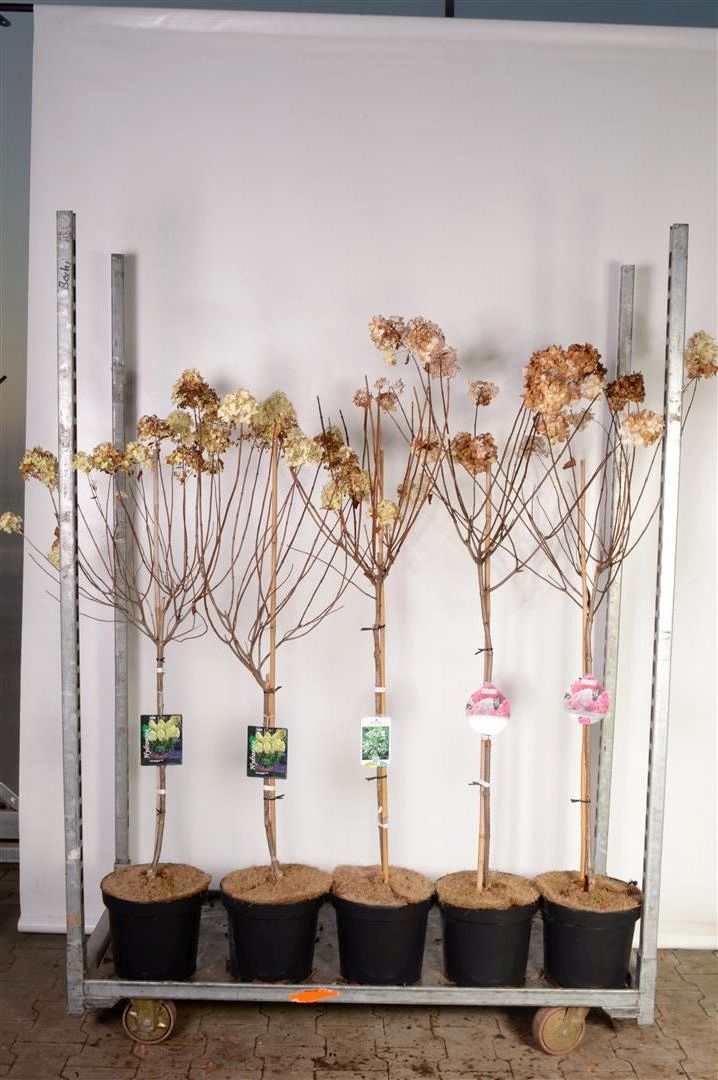 Hortensia pan. in cultivars - 60 CM STEM C7,5/P26